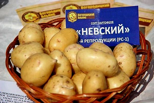 Khoai tây nhiều loại Nevsky