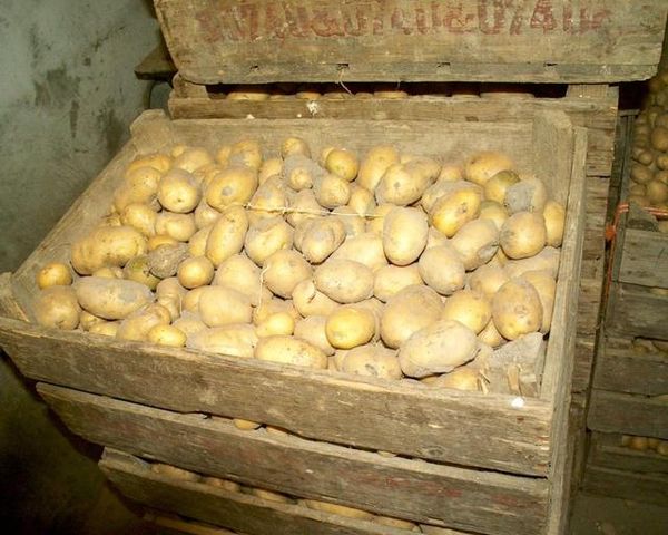  Seed potatoes Nevsky stored at a temperature of 15-18 degrees