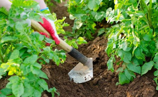  Pentru a preveni apariția unei cruste - este necesar să slăbiți solul