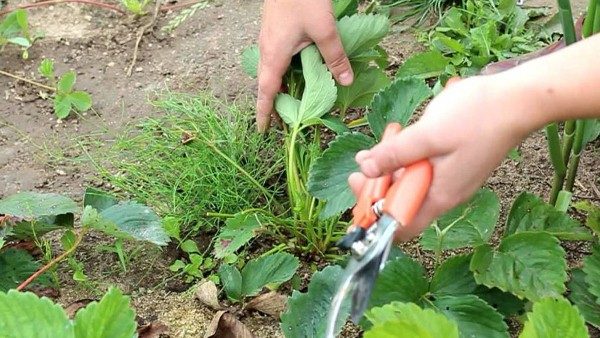  Um den Ertrag zu erhöhen, ist es notwendig, einen Teil der Blätter und Schnurrhaare von Erdbeeren zu schneiden.