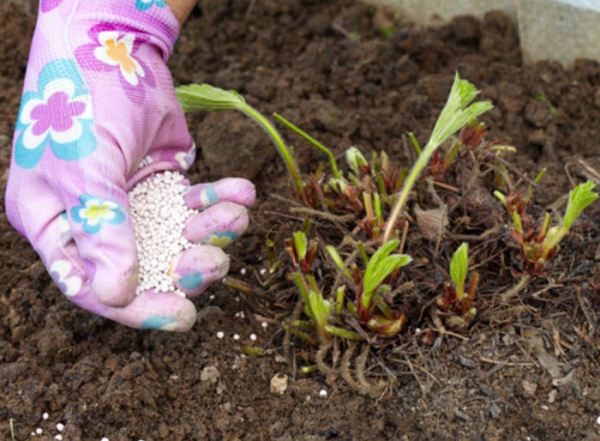  Nach dem Winter empfahl Strawberry Masha eine Frühlingsbehandlung mit organischen und stickstoffhaltigen Düngemitteln.