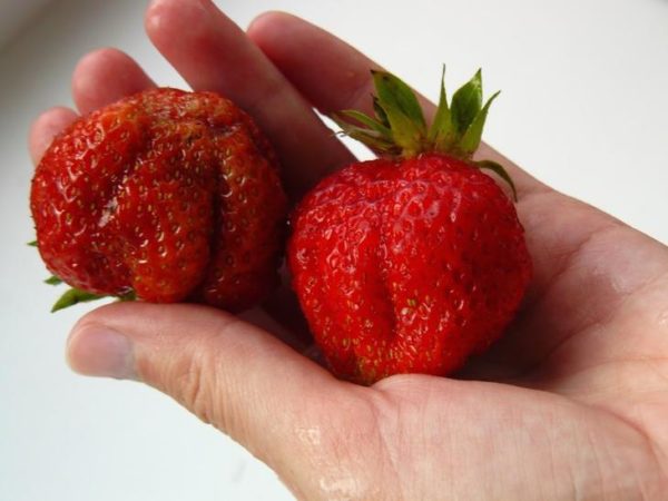  Fraise première niveleuse à portée de main