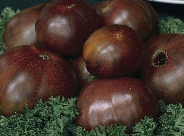  Cette variété se distingue par sa couleur inhabituelle pour les tomates: rouge foncé, presque bordeaux