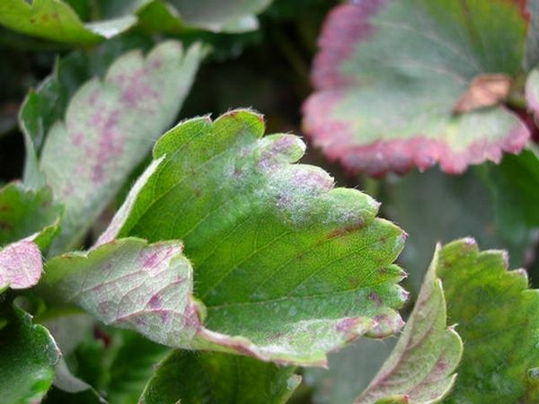  Avec l'oïdium, les feuilles deviennent violettes