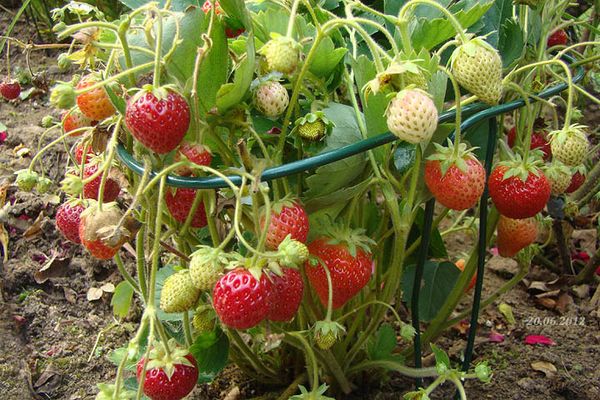  Im zweiten Jahr nach dem Pflanzen werden die Beeren sehr flach.