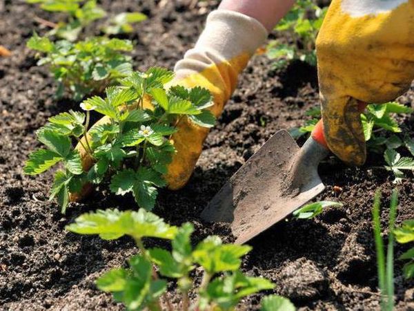  Gepflanzte Setzlinge sollten an gut beleuchteten Orten stehen.