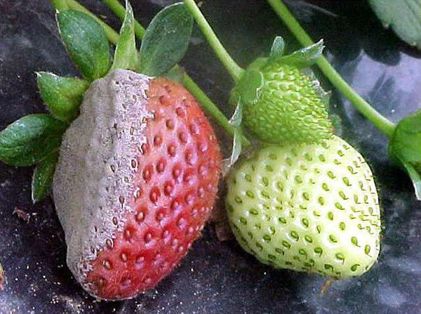  Graufäule bei Ostara-Erdbeeren