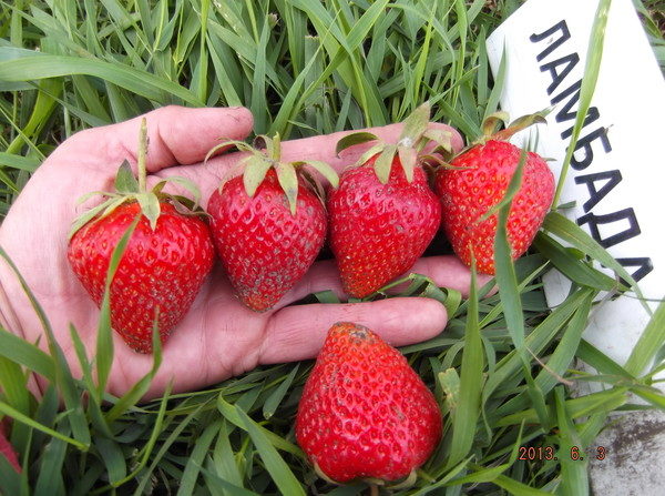  Lambada aux fraises