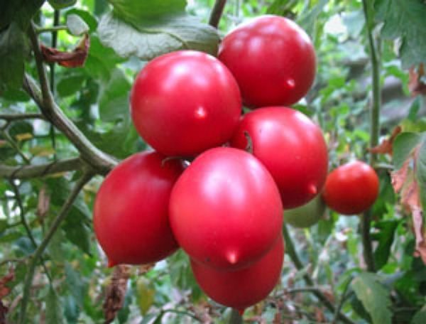  Tomate cultivar De Barao