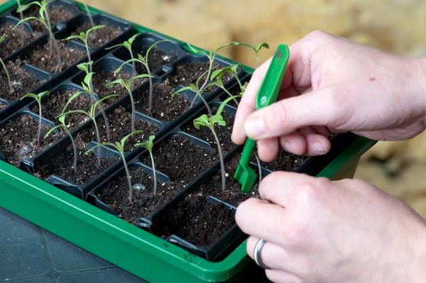  Ρυθμίστε φυτά τομάτας