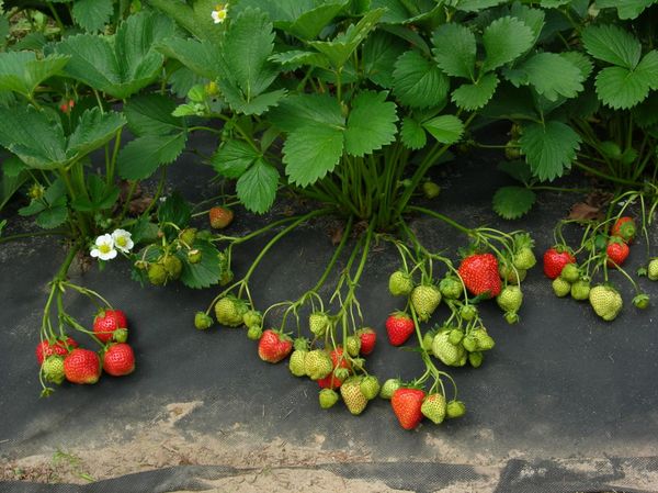  Erdbeeren unter dem Film pflanzen