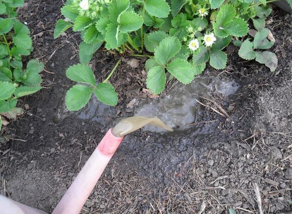  Top-Dressing-Erdbeeren im Frühjahr