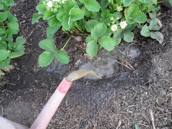  Top-Dressing-Erdbeeren im Frühjahr