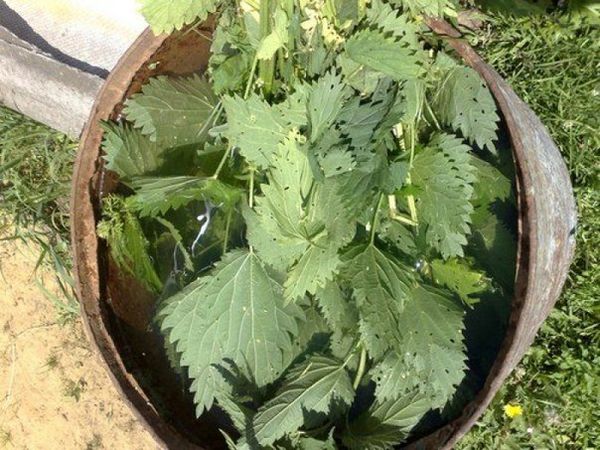 Fertilizante verde - infusión de hojas de ortiga.