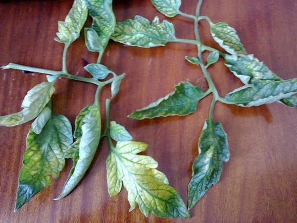  토마토의 잎에 염소 부족이 있으면서도 백록화가 나타난다.