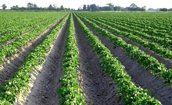  картофено поле