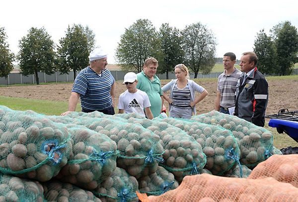 campo di patate