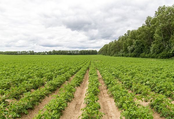  potato field