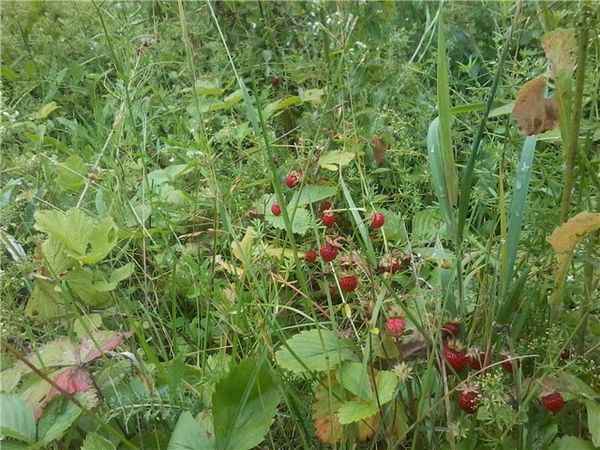  Si vous n’enlevez pas les mauvaises herbes, elles peuvent fermer l’accès à l’eau, et les fruits vont pousser petit