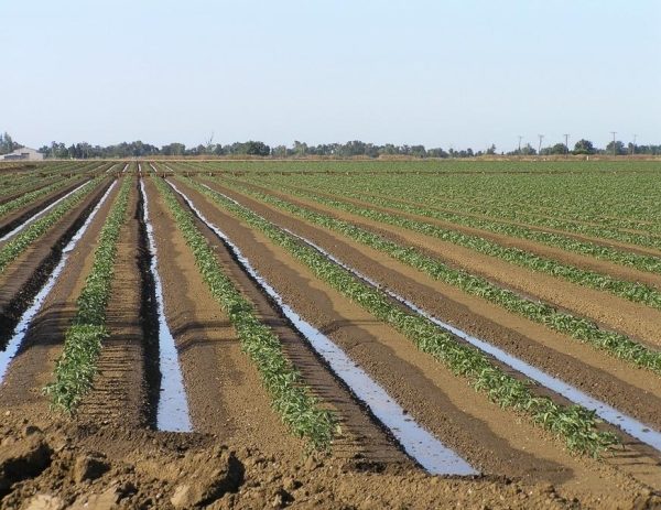  Colombo-Kartoffeln auf dem Feld gießen
