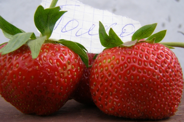  Strawberry Shelf: Beschreibung und Spezifikationen, Anpflanzen und Anbau