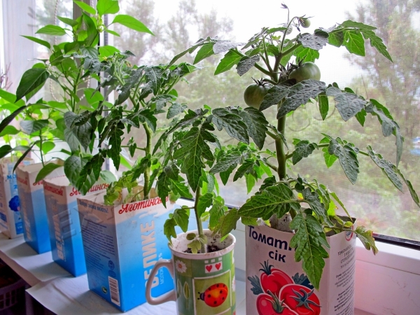  La culture de tomates sur le balcon comporte plusieurs étapes.