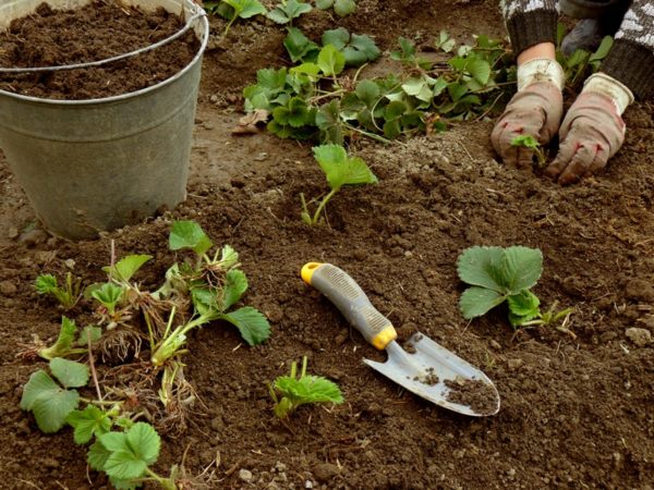  Planter des fraises