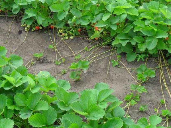  Erdbeeren im Herbst pflanzen