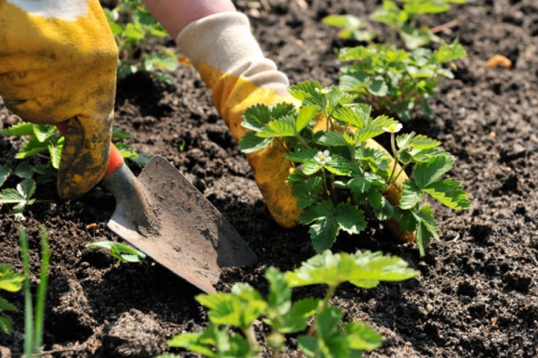  Les fraises sont plantées en rangées, abondamment arrosées et paillées.