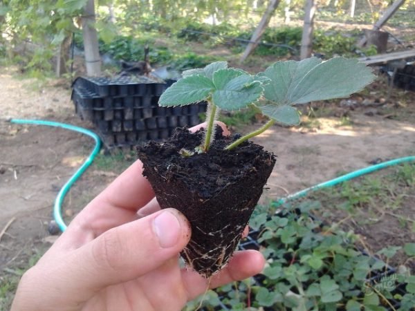  Repiquer les plants de fraises en terrain découvert