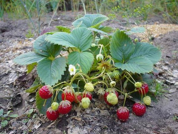  Que planter après les fraises