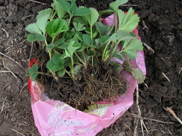  Pour préserver le système racinaire, la greffe de fraise est réalisée avec la balle terreuse