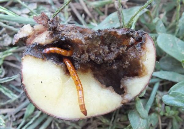  Wireworm loves organic residue