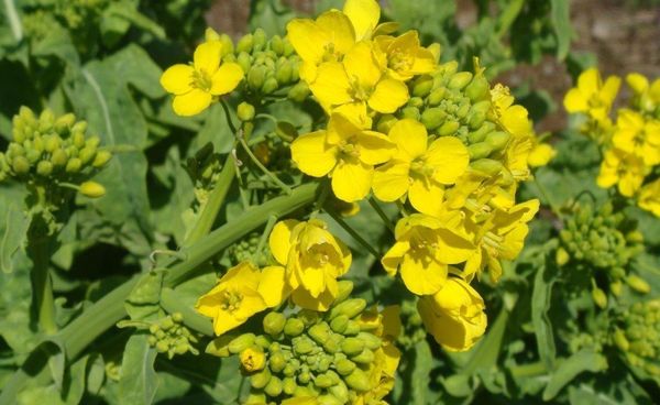  Mustard is used against wireworm.