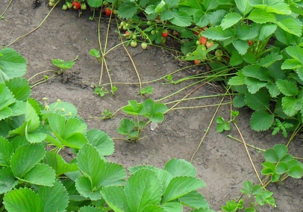  Während der Ernte werden gute Büsche beobachtet, deren Schnurrhaare herauswurzeln.