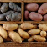  variedades de batata