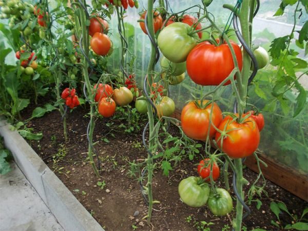  olika tomater