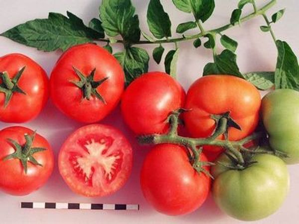  Tomatsorter har genomsnittliga