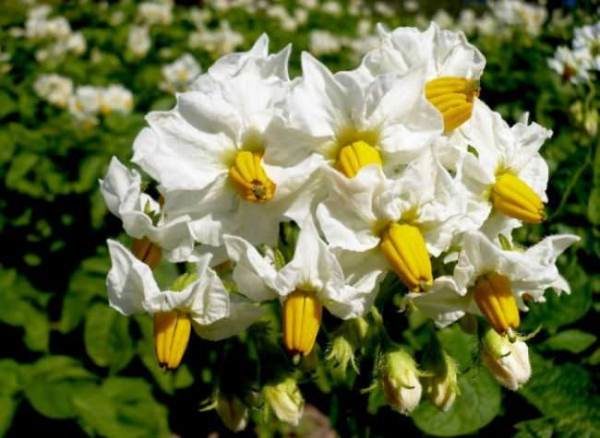  Blütenkronen von Kartoffeln Tuleyevsky sind oft sehr groß, weiß