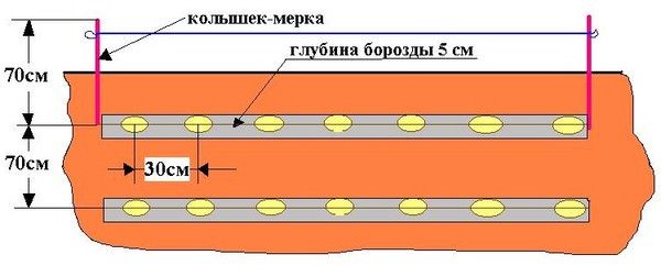  Схема за засаждане на картофи Tuleyevsky
