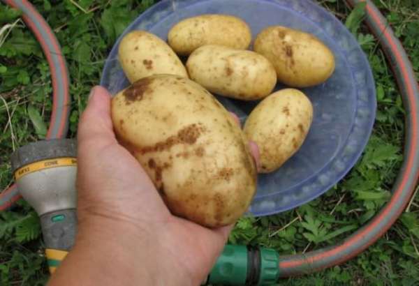  Colette potatoes