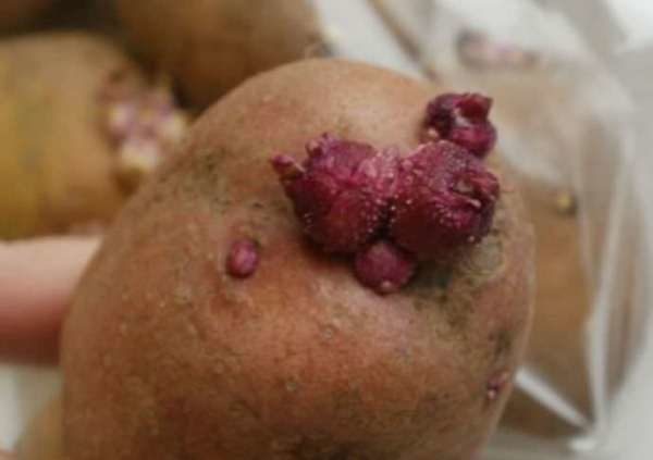  Kartoffelsorten Lyubava mit Sprossen