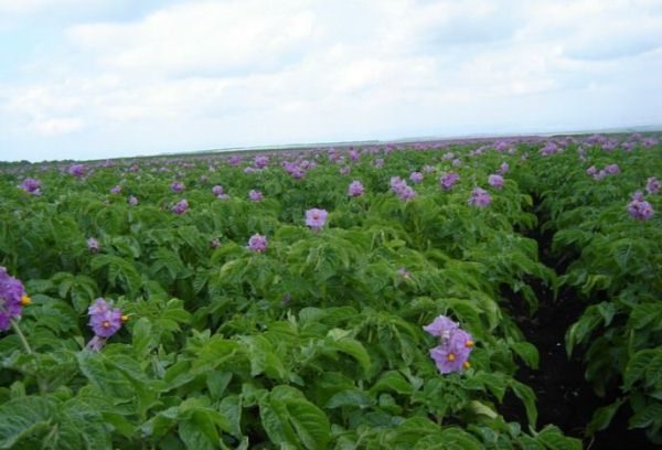  Colette potatoes have a very good immunity to pathogens of potato cancer.