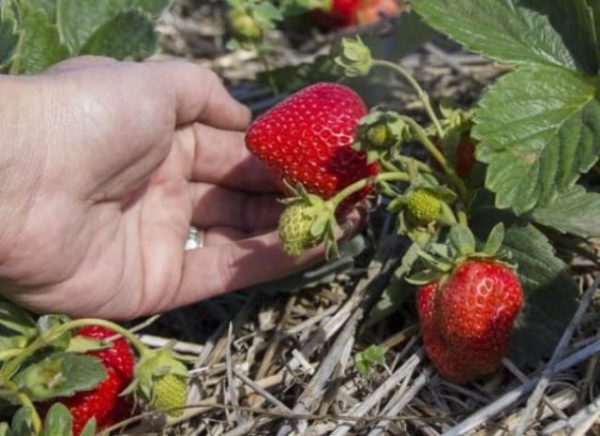  Strawberry Elinae auf dem Gartengrundstück