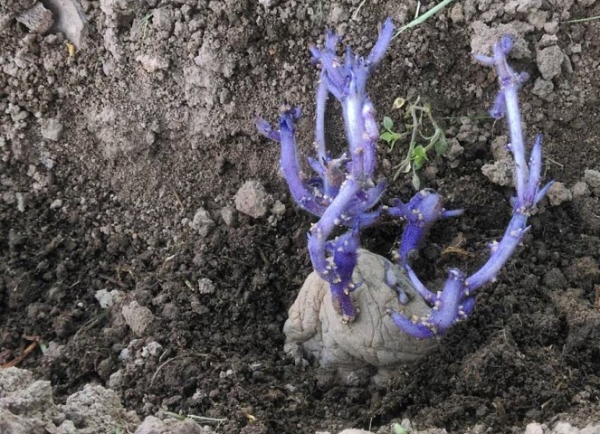 Plantar Sineglazka melhor em solos arenosos argilosos soltos no final de abril