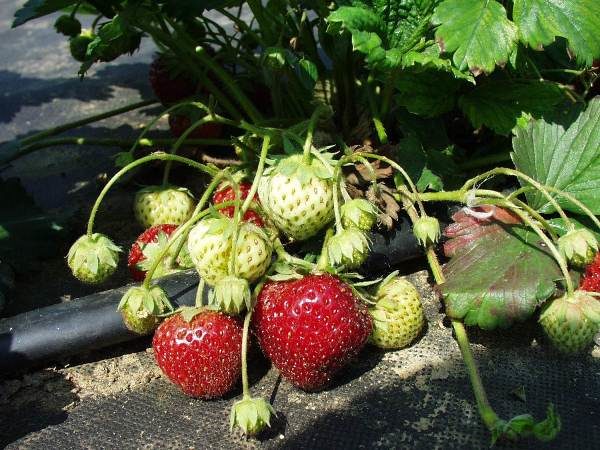  Fraise Zenge Zengana obtenue par croisement des variétés Sieger et Marche