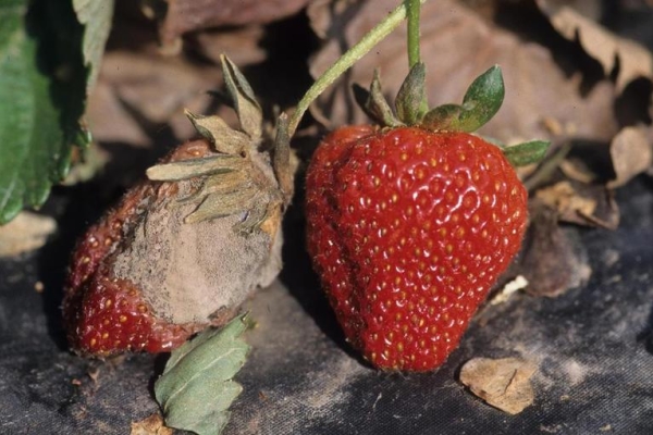  Graufäule auf Erdbeeren