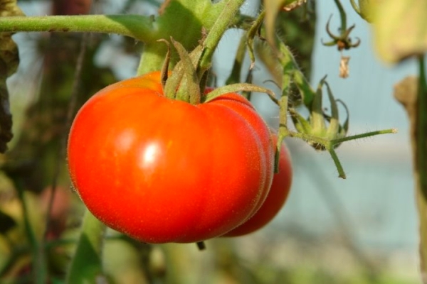  Tomate sibérienne précoce: description de la variété, culture et soin