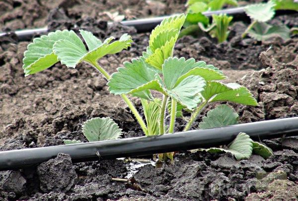  Pour les sonates, l'irrigation goutte à goutte est idéale.