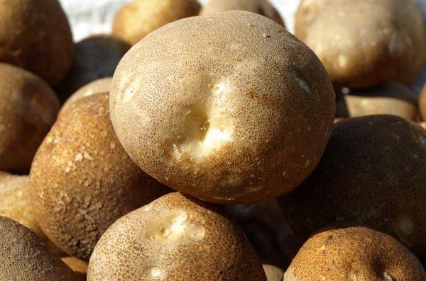  Damit Kiwi-Kartoffeln die nahrhaftesten sind, sollten Stickstoffdünger verwendet werden.